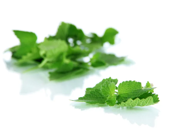 Hojas verdes, aisladas sobre blanco — Foto de Stock