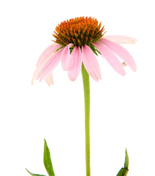 Echinacea flower isolated on white — Stock Photo, Image