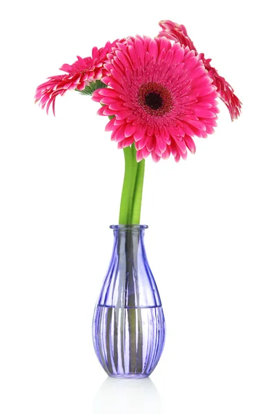 Lindas flores de gerbera rosa em vaso isolado em branco — Fotografia de Stock