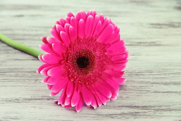Bellissimo fiore di gerbera rosa sul tavolo di legno — Foto Stock