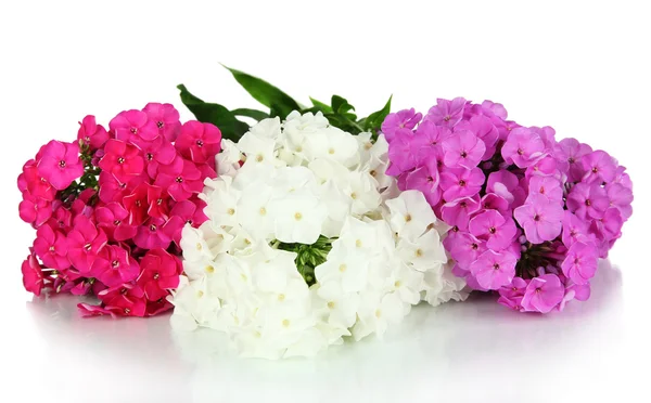 Beautiful bouquet of phlox isolated on white — Stock Photo, Image
