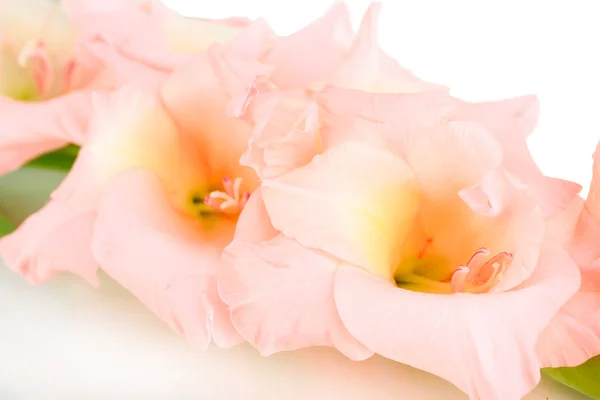 Bela flor gladiolus de perto — Fotografia de Stock
