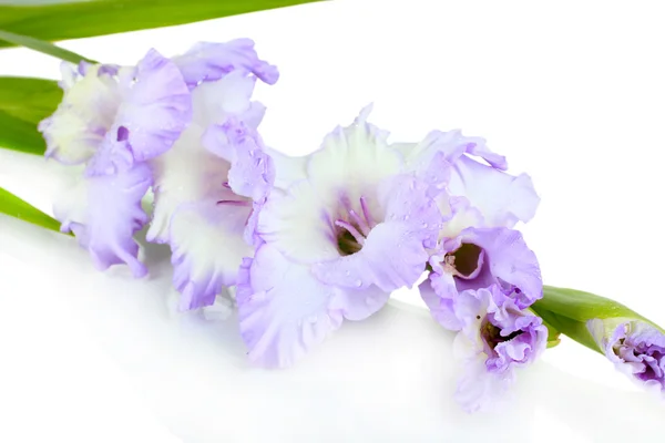 Bellissimo fiore gladiolo isolato su bianco — Foto Stock