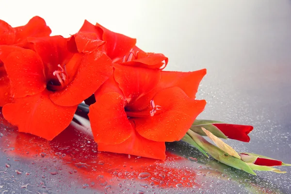 Beautiful gladiolus flower close up — Stock Photo, Image