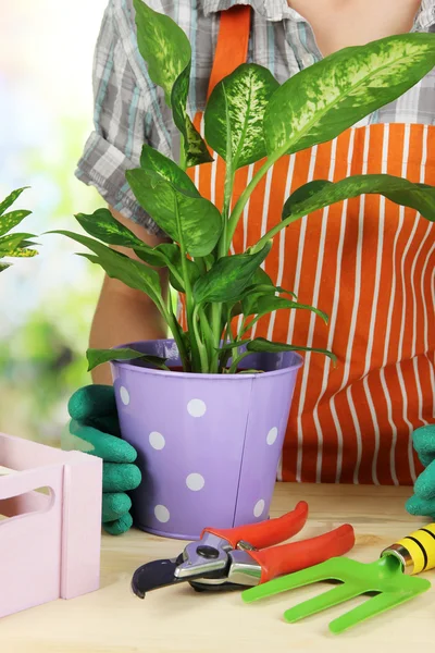 Trasplante de flores en macetas de cerca — Foto de Stock