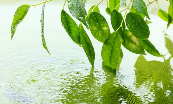 Foglie verdi con riflesso in acqua — Foto Stock