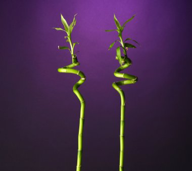 şişe üzerinde parlak arka plan bambu