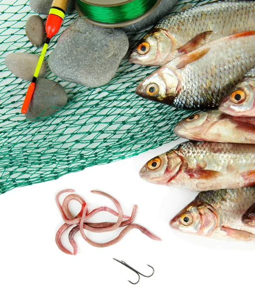 Peixes e instrumentos de pesca isolados sobre branco — Fotografia de Stock