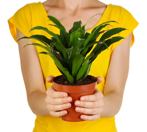 Beautiful flower in pot in hands of girl isolated on white — Stock Photo, Image