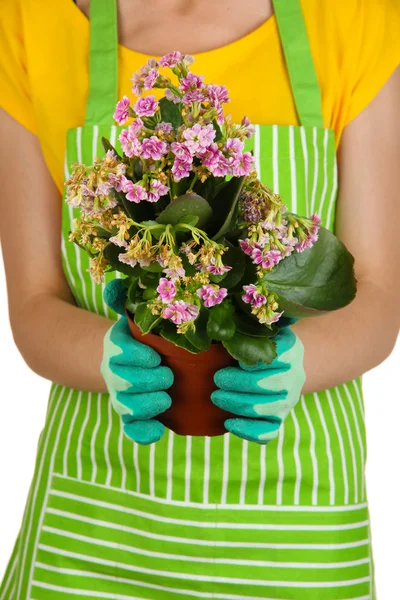 Mooie bloem in pot in handen van meisje tuinman geïsoleerd op wit — Stockfoto