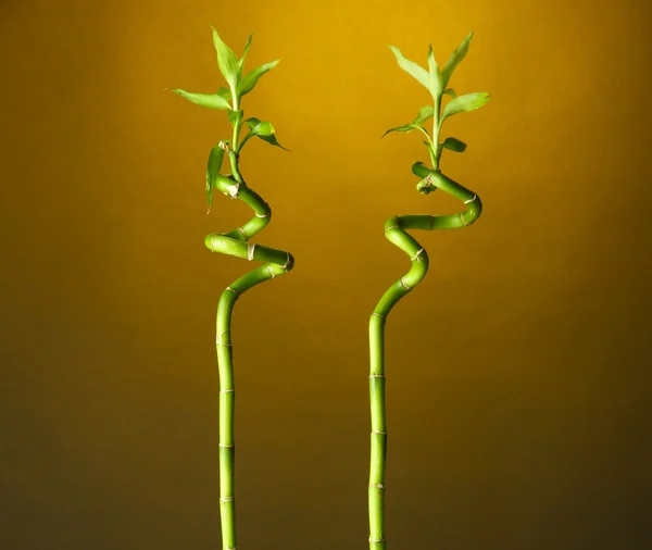 Bamboe in vazen op lichte achtergrond — Stockfoto