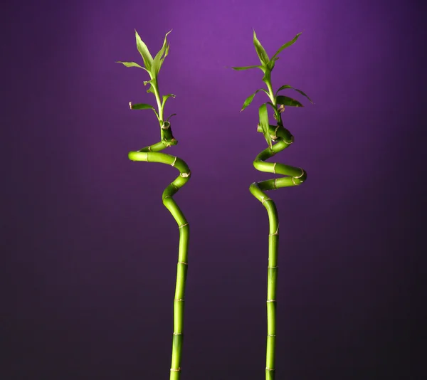 Bambu i flaska på ljus bakgrund — Stockfoto