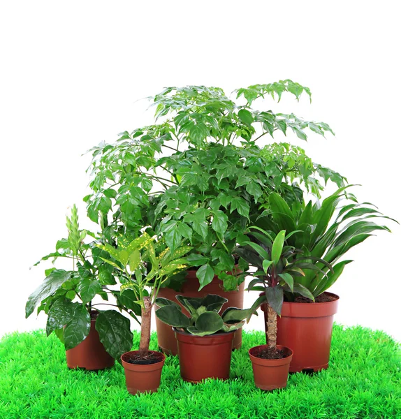 Beautiful flowers in pots on grass on white background — Stock Photo, Image