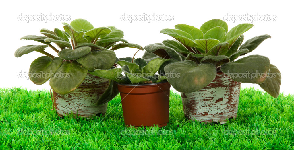 Beautiful flowers in pots on grass on white background