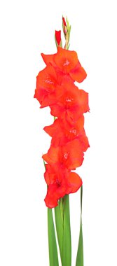 güzel Glayöl çiçek üzerinde beyaz izole