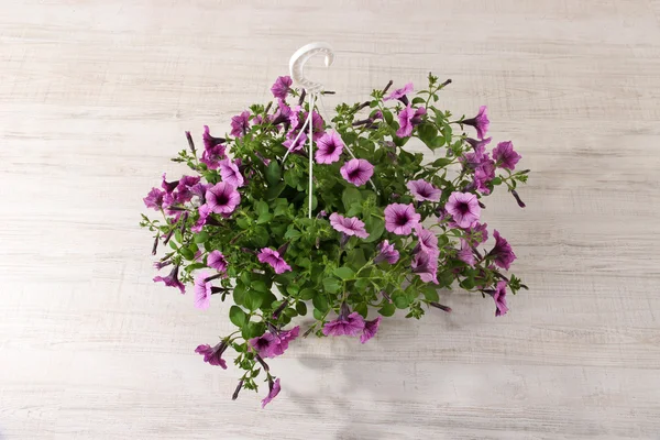 Pétunia violet en pot de fleurs sur fond de pièce — Photo