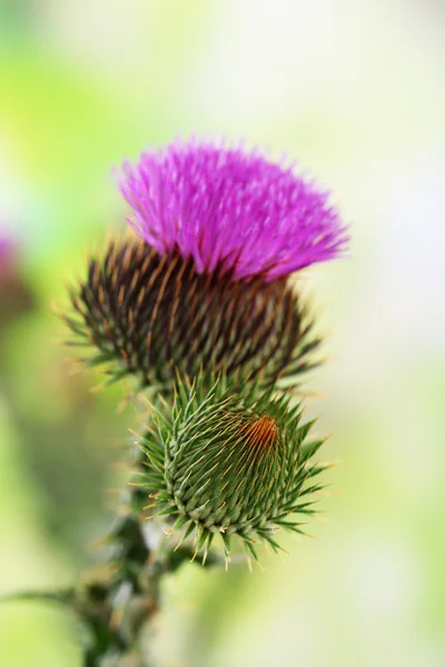 Thistle flower on nature background — Stock Photo, Image