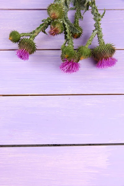 Distelblumen auf Holzgrund — Stockfoto