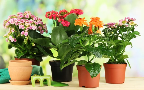 Beautiful flowers in pots on wooden table on natural background — Stock Photo, Image