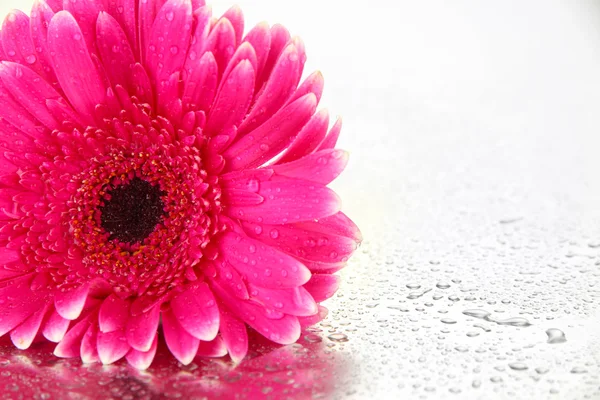 Beautiful pink gerbera flower isolated on white — Stock Photo, Image