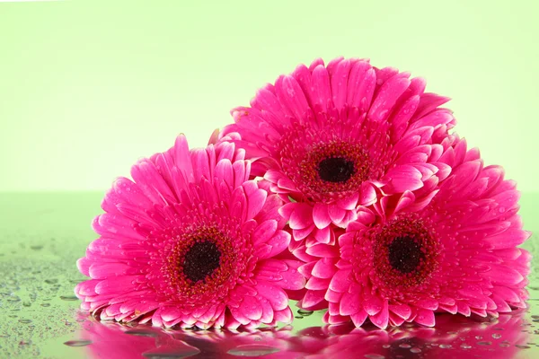 Bellissimi fiori di gerbera rosa, da vicino — Foto Stock