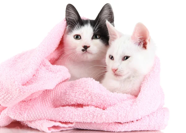Two small kitten in pink towel isolated on white — Stock Photo, Image