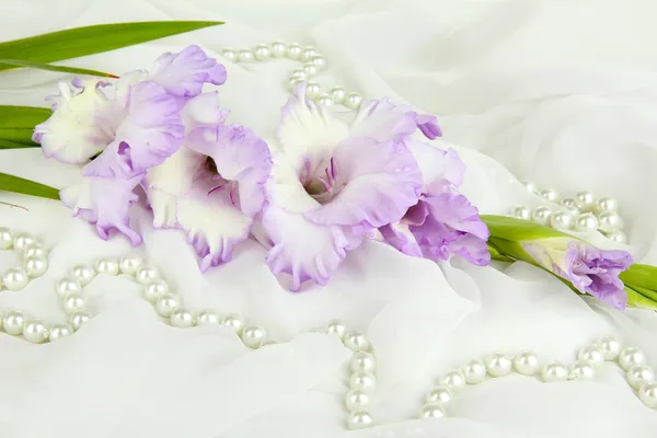 Hermosa flor de gladiolo sobre fondo de tela blanca —  Fotos de Stock