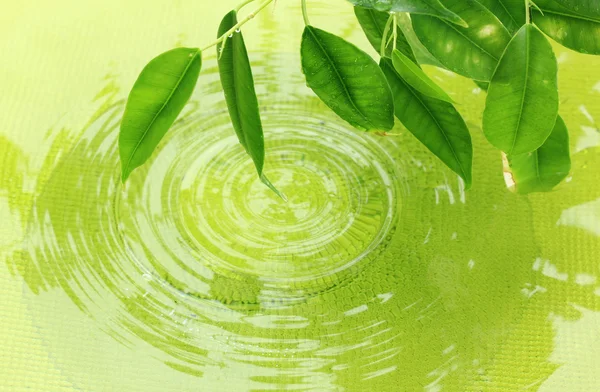 Зелене листя з відображенням у воді — стокове фото