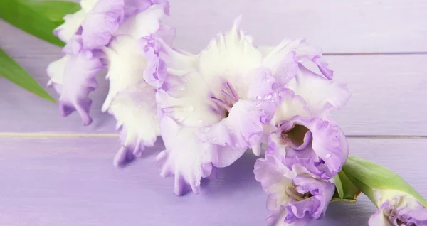 Bellissimo fiore gladiolo su sfondo di legno — Foto Stock