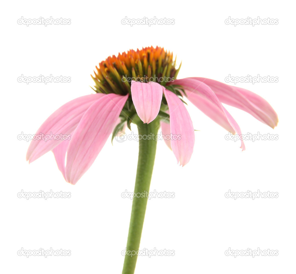 Echinacea flower isolated on white
