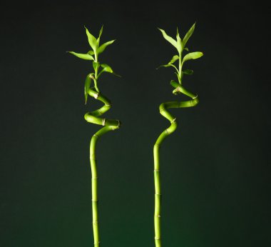 Bambu parlak zemin üzerine vazo içinde