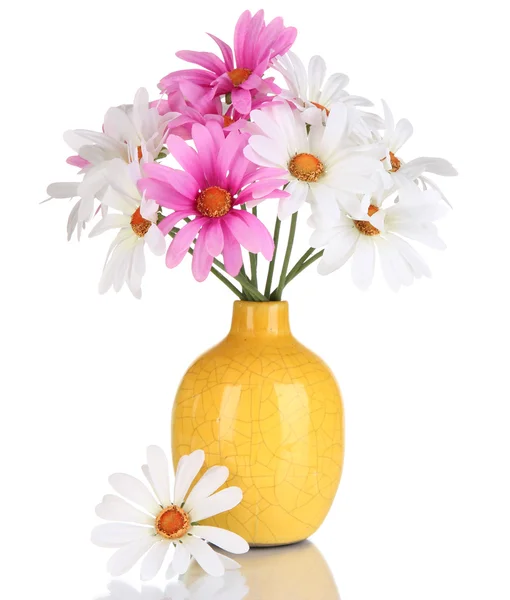Красивые маргаритки в красочной вазе изолированы на белом — стоковое фото
