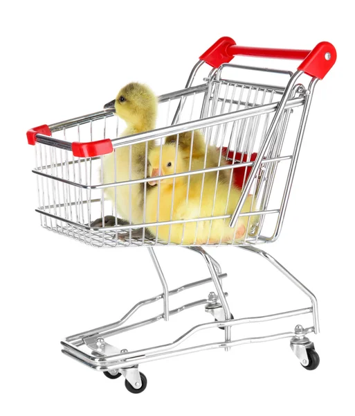 Little ducklings in trolley isolated on white — Stock Photo, Image