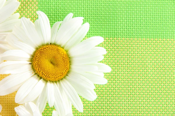 Background of daisies — Stock Photo, Image