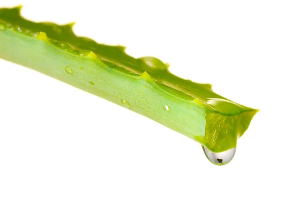 Foglia di aloe con goccia, isolata su bianco — Foto Stock