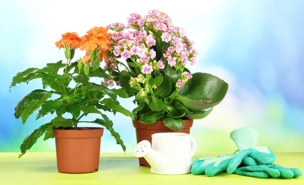 Schöne Blumen in Töpfen auf Holztisch vor natürlichem Hintergrund — Stockfoto