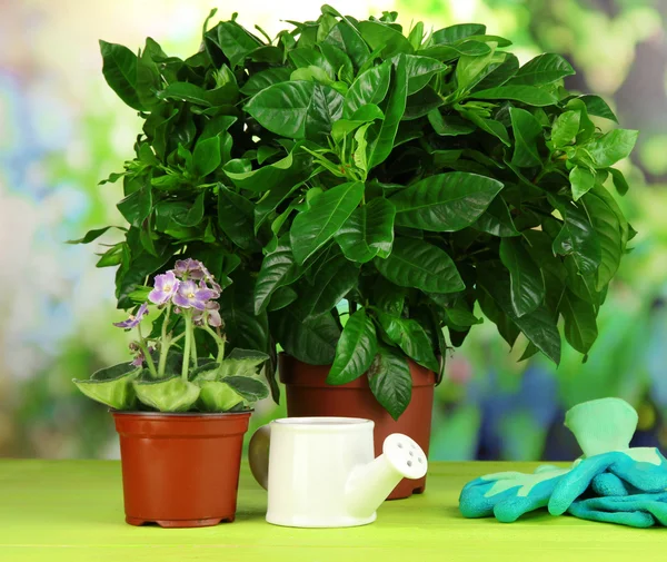 Mooie bloemen in potten op houten tafel op natuurlijke achtergrond — Stockfoto