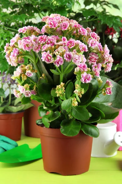 Schöne Blumen in Töpfen auf Holztisch vor natürlichem Hintergrund — Stockfoto