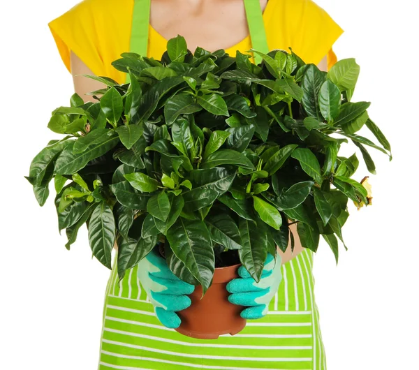 Beautiful flower in pot in hands of girl gardener isolated on white — Stock Photo, Image