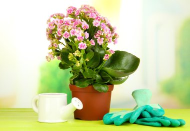 tencerede doğal zemin üzerine ahşap masa üstünde güzel bir çiçek