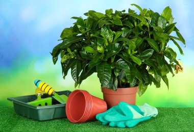 tencerede parlak arka plan üzerinde çim üzerinde güzel bir çiçek