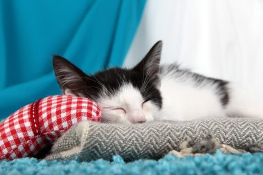 kumaş zemin üzerine mavi halı üzerinde küçük yavru kedi