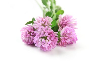 beyaz izole yonca çiçek