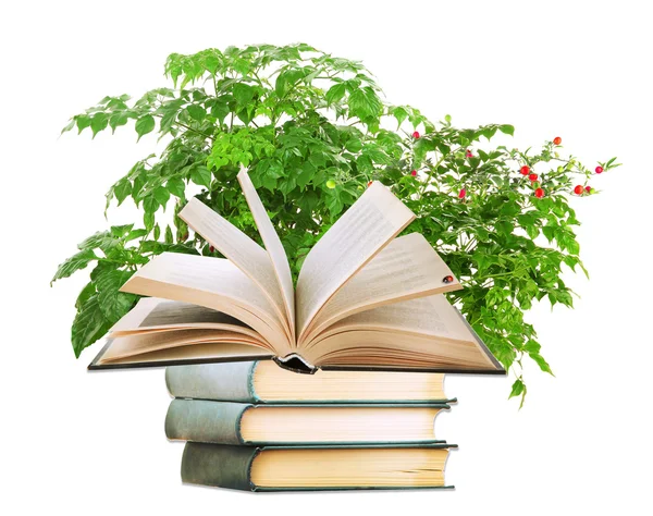 Livros com planta isolada em branco — Fotografia de Stock