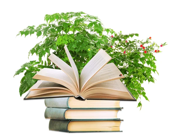 Livres avec plante isolée sur blanc — Photo