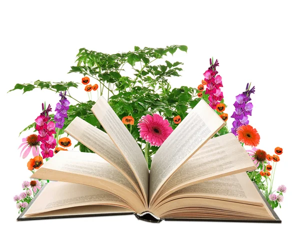 Open boek met bloemen geïsoleerd op wit — Stockfoto