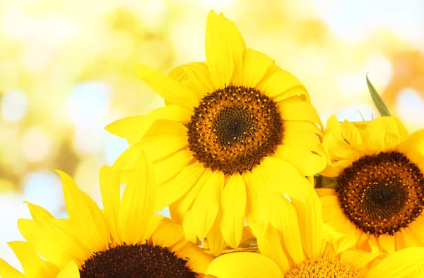 Bright sunflowers on natural background — Stock Photo, Image