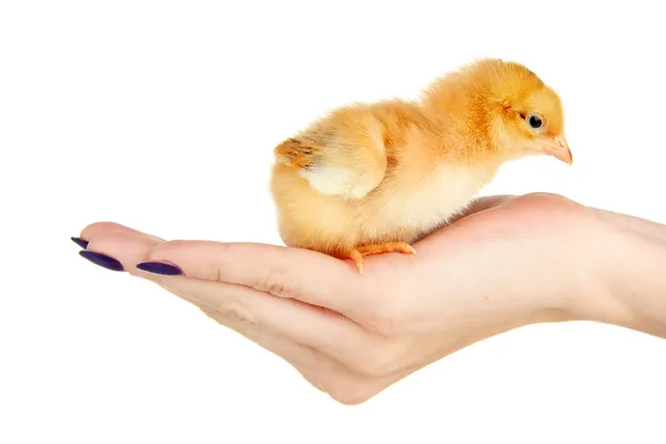 Frango pequeno na mão feminina isolado no branco — Fotografia de Stock