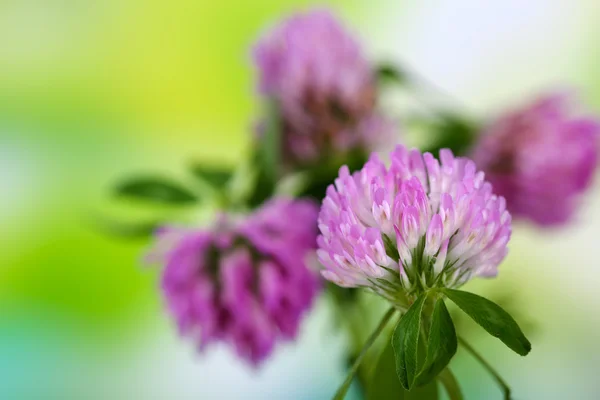 Flores de trevo, ao ar livre — Fotografia de Stock