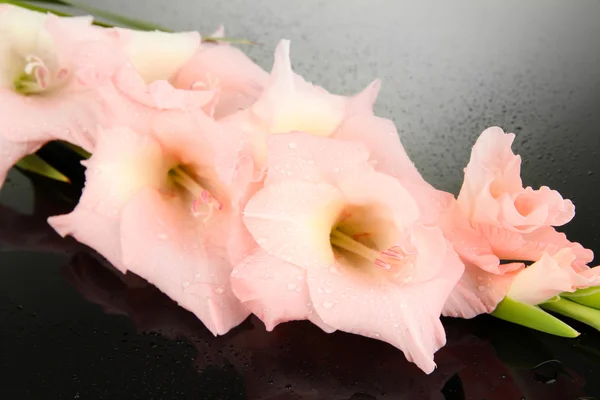 Mooie gladiolen bloem op zwarte achtergrond — Stockfoto